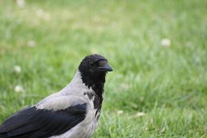 Hooded crow Corvus cornix close-up. photo