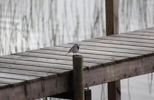 White wagtail Motacilla alba on a dock photo