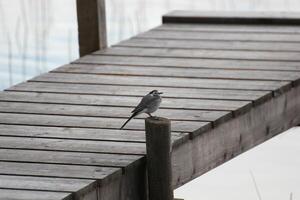 White wagtail Motacilla alba on dock. photo