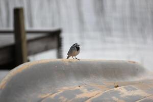 White wagtail Motacilla alba on a boat hull. photo
