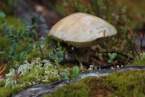 A single mushroom between moss and wood in Sweden. photo