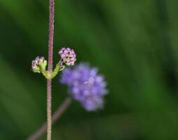 Devil's-bit Scabious, Succisa pratensis, with different stages of flower and fruit development. photo