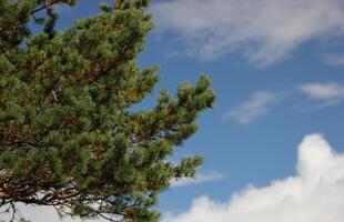Pine branch in front of blue sky. photo