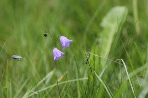 Flower heads of a campanula species. photo