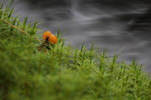 Single cloudberry Rubus chamaemorus in sweden between moss with water bokeh. The cloudberry is common in northern Europe and a symbol for Sweden. photo