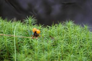 Single cloudberry Rubus chamaemorus in sweden between moss with water bokeh The cloudberry is common in northern Europe and a symbol for Sweden photo