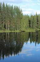Reflections of the forest on a Swedish lake in Vaermland. photo