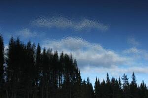 Reflections of the forest on a Swedish lake in Vaermland photo