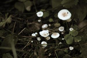 White mushrooms with sepia effect. photo