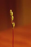 Macro of small blossoms of common sundew Drosera rotundifolia. photo