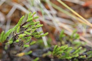 Common heather Calluna vulgaris leaves. photo