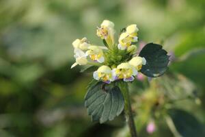 Large-flowered Hemp-nettle Galeopsis speciosa with blossoms photo