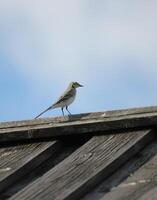 White wagtail Motacilla alba on the roof of a wooden house. photo