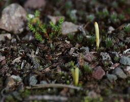 Coral fungus species Clavaria argillacea on the ground in Sweden photo