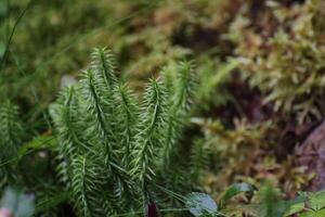 Stiff clubmoss Lycopodium annotinum in Sweden. photo