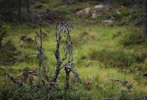 Dead plants in a Swedish bog in Varmland photo