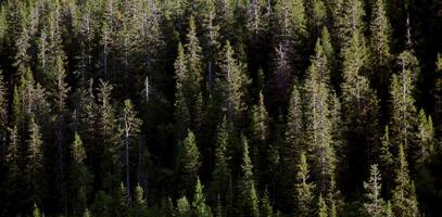 Background of a mountain forest, the light reveals only the canopies of the trees. photo