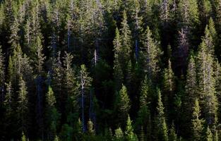 Background of a mountain forest, light reveals only canopies of trees. photo