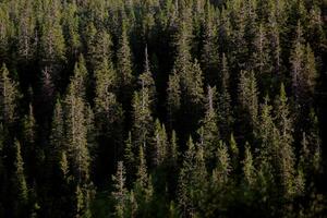 Background of a mountain forest, the light reveals only the canopies of the trees photo