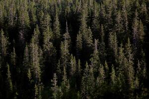 Background of a mountain forest, light reveals only canopies of trees photo