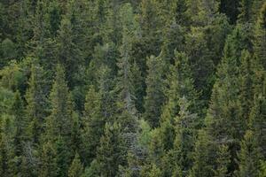 Background of a mountain forest. photo