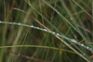 Macro of water drops on grass leaves photo