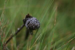 Pine cone with narrow depth of field. photo