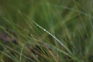 Macro of water drops on grass leaves. photo