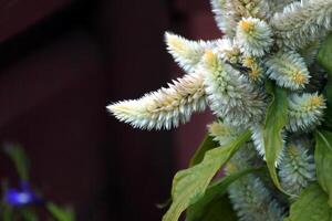 Plumed cockscomb Celosia argentea in a planter in Sweden. photo