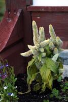 Plumed cockscomb Celosia argentea in a planter in Sweden photo