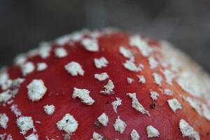 Macro of fly agaric Amanita muscaria. photo