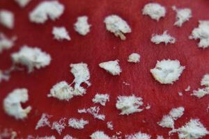 Macro of the fly agaric Amanita muscaria. photo