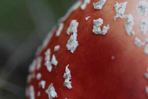 Macro of the fly agaric Amanita muscaria photo