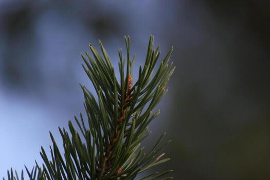 Twig of a pine with dark background. photo