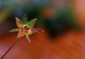 Fruit of the European goldenrod Solidago virgaurea. photo