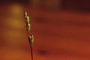 Macro of small blossoms of the common sundew Drosera rotundifolia photo