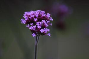 Purpletop vervain Verbena bonariensis blossoms. photo