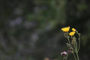 Blossom of the marsh sow-thistle Sonchus palustris. photo