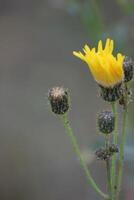 Blossom of the marsh sow-thistle Sonchus palustris photo