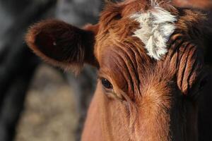 Portrait of a brown cow. photo