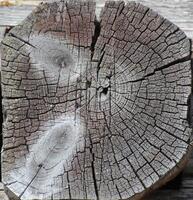 Cross section of a wooden log. photo