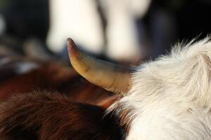 Horn of cattle in sunlight. photo