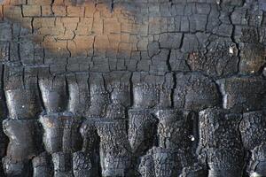 Macro shot of partially charred wood photo