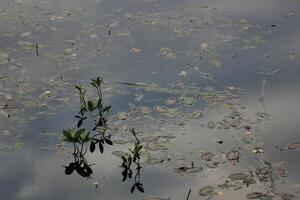 Water with sky reflections and the buckbean Menyanthes trifoliata. photo