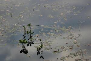 Water with sky reflections and buckbean Menyanthes trifoliata photo