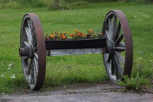 Old carriage wheels with colourful flowers photo