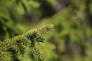 Twig of a spruce Picea with green background. photo