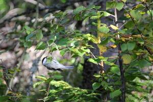 Willow tit Poecile montanus hanging at a birch twig. photo