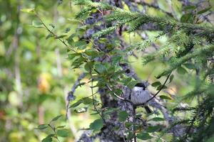 Willow tit Poecile montanus sitting on a birch twig. photo