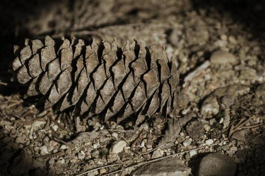 Spruce Picea cone, desaturated and vignetted. photo